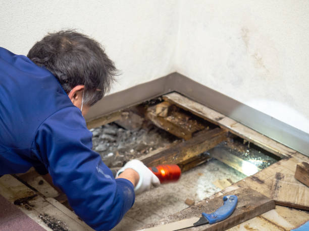 Trusted Ash Grove, MO Mold Removal Experts
