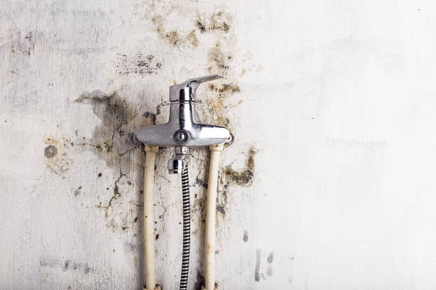 Best Mold Removal Near Me  in Ash Grove, MO