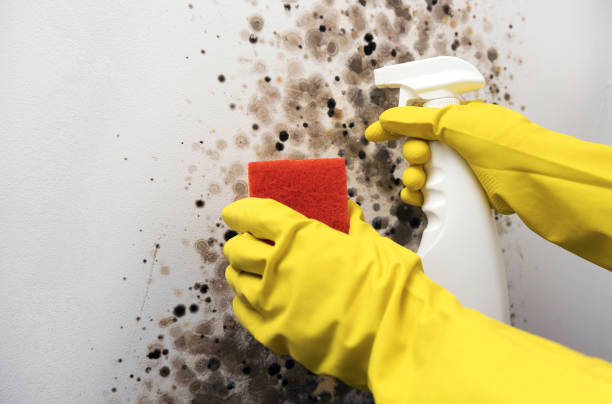 Best Toxic Mold Removal  in Ash Grove, MO