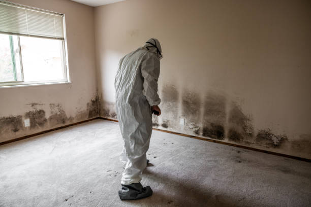 Best Residential Mold Removal  in Ash Grove, MO